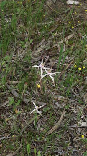 Caladenia - Orchid-spider-4-Sep-2018p0005.JPG